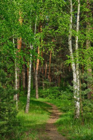 Téléchargez les photos : The footpath goes through birch grove. Summer natural background - en image libre de droit