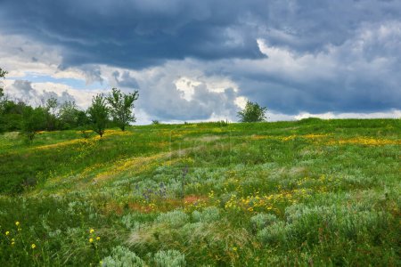 Foto de Hermoso paisaje de verano con flores florecientes prado. flores silvestres - Imagen libre de derechos