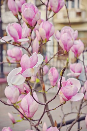 Téléchargez les photos : Belles fleurs de magnolia à fleurs violettes. Fleurs de printemps magnolia arbres. - en image libre de droit