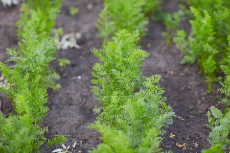 Foto de Green carrot tops in the vegetable garden in summer. - Imagen libre de derechos