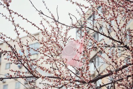 Photo for A plastic bag on a cherry blossom tree and a blue sky - Royalty Free Image