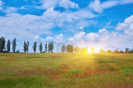 Téléchargez les photos : Prairie avec de belles fleurs de pavot rouge vif au printemps - en image libre de droit