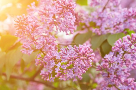 Photo for Purple lilac shrub blossoms in spring. Beautiful floral nature wallpaper in the green garden - Royalty Free Image