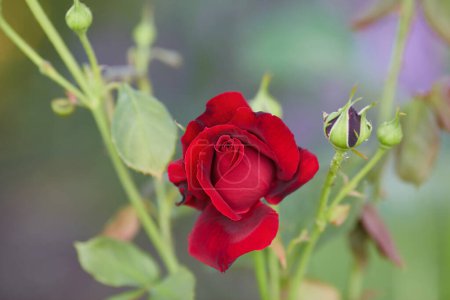 Téléchargez les photos : Red roses bloom in the summer in the country garden - en image libre de droit