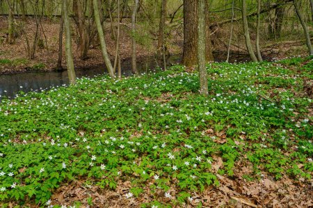 Photo for Carpet of white fresh snowdrops in spring forest. Tender spring flowers snowdrops harbingers of warming symbolize the arrival of spring. Scenic view of the spring forest with blooming flowers - Royalty Free Image