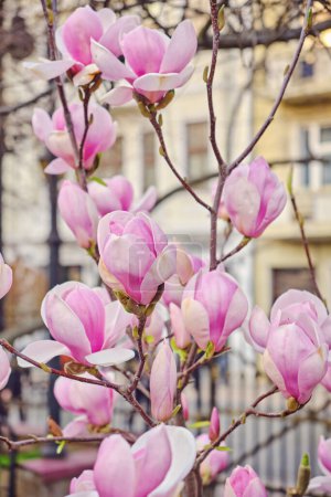 Foto de Blooming magnolia tree against the background of an old house, Ukraine - Imagen libre de derechos