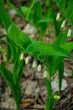 Téléchargez les photos : Lily of the valley Convallaria majalis, blooming in the spring forest, close-up - en image libre de droit
