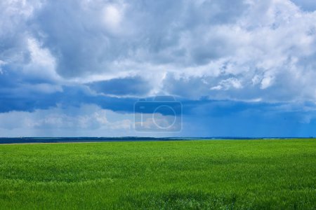 Photo for Green earth, fields of Ukraine, grains sky, green grass - Royalty Free Image