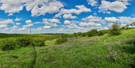 Téléchargez les photos : Green earth, fields of Ukraine, grains sky, green grass - en image libre de droit