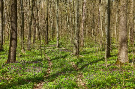 Foto de Floración bosque verde al atardecer, primavera naturaleza fondo - Imagen libre de derechos
