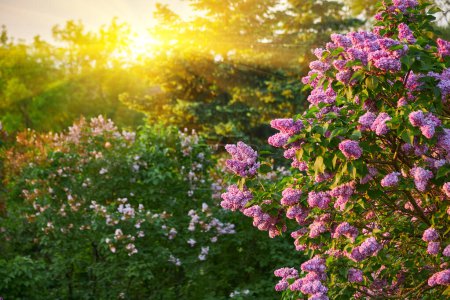 Téléchargez les photos : Arbuste lilas violet fleurit au printemps. Beau fond d'écran nature florale dans le jardin vert - en image libre de droit