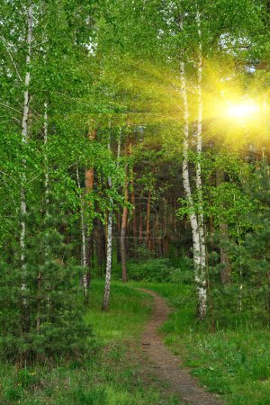 Téléchargez les photos : Belle journée synchrone dans la forêt. Bouleaux au milieu du chemin. - en image libre de droit