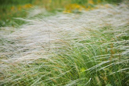 Téléchargez les photos : Stipa capillata comme connu sous le nom de plume, aiguille, herbe de lance dans la steppe. Classé dans le livre rouge de l'Ukraine. Macro photo
. - en image libre de droit