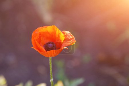 Foto de Bright red poppy flower against the green ears on a sunny spring day. Growing raw materials for confectionery. - Imagen libre de derechos