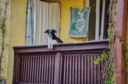 Black white dog sticks his head out between stone posts on a balcony and looks down to the street below.