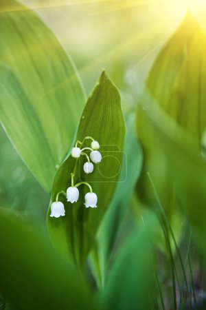 Photo for Lilies of the valley beautiful white flowers in the forest - Royalty Free Image