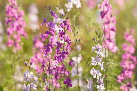 Téléchargez les photos : Delphinium elatum close up background. Fleurs multicolores Larkspur. Delphinium putple, bleu, fleurs roses pousse dans le jardin - en image libre de droit