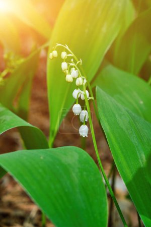 Photo for Tender spring lilies of the valley among the forest - Royalty Free Image