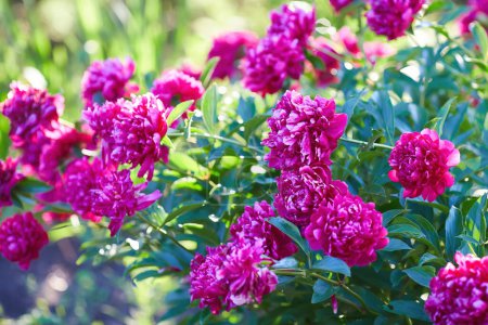 Téléchargez les photos : Pions rouge vif fleurissent dans le jardin en été - en image libre de droit
