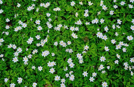 Photo for Anemone nemorosa is an early-spring flowering plant in the genus Anemone in the family Ranunculaceae. Common names include wood anemone, windflower - Royalty Free Image