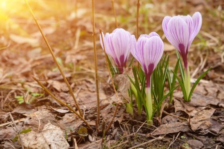 Photo for Lose up of large purple King of Striped Crocus on a sunny spring day. Nature concept for design - Royalty Free Image