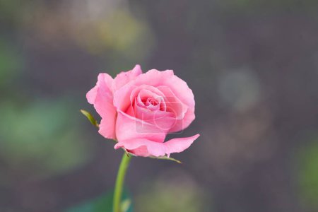 Photo for Coral rose flower in roses garden. Top view. Soft focus. - Royalty Free Image