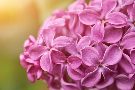 Foto de Macro imagen de flores lila. Fondo floral abstracto. Profundidad de campo muy superficial, enfoque selectivo - Imagen libre de derechos