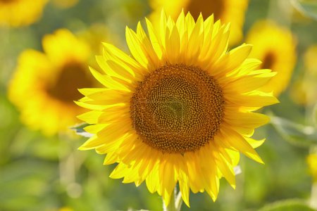 Photo for Beautiful sunflower on a sunny day with a natural background. Selective focus. High quality photo - Royalty Free Image