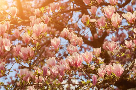 Foto de Hermosas flores de magnolia floreciente púrpura. Flores de primavera magnolia árboles. - Imagen libre de derechos