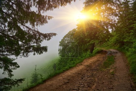 Téléchargez les photos : Sentier dans une pinède sombre sur les pentes de la montagne. Carpates, Ukraine, Europe. Le monde de beauté. Filtre vintage - en image libre de droit
