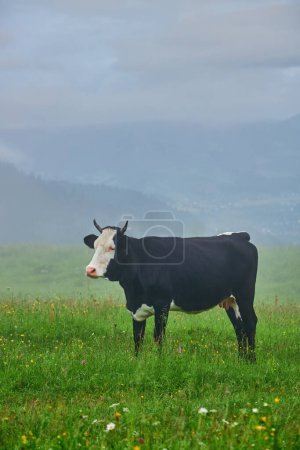 Téléchargez les photos : Cows graze in a meadow in the fog, Carpathian cows in Ukraine, mountain cows graze in the fog with a bell. - en image libre de droit