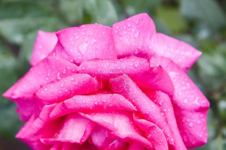 Foto de Hermosa rosa rosa con gotitas de agua después de la lluvia en el jardín - Imagen libre de derechos