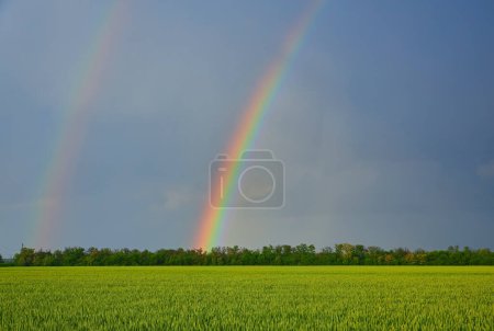 Photo for Agricultural field with young green wheat sprouts and rainbow, spring landscape, dramatic blue sky as background, fields of Ukraine - Royalty Free Image