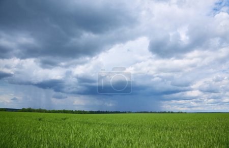 Téléchargez les photos : Green earth, fields of Ukraine, grains sky, green grass - en image libre de droit