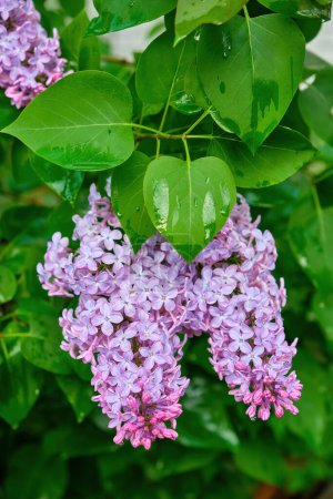 Foto de Beautiful lilac flowers with selective focus. Purple lilac flower with blurred green leaves. Spring blossom. Blooming lilac bush with tender tiny flower. Purple lilac flower on the bush. - Imagen libre de derechos