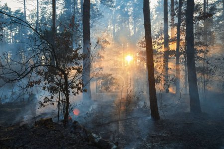 Téléchargez les photos : Feu. feu de forêt au coucher du soleil, forêt de pins brûlante dans la fumée et les flammes - en image libre de droit