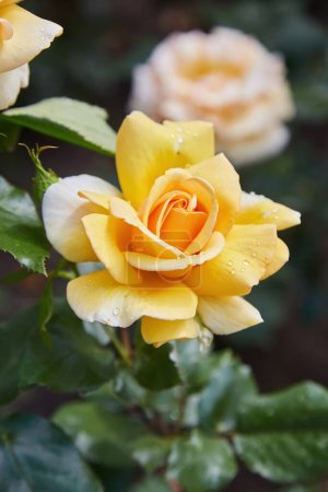 Téléchargez les photos : Belles têtes de roses jaunes avec gouttes de rosée, état après l'arrosage des fleurs dans le jardin, après la pluie, couverture de carte postale fond de salutations, feuilles vertes sur le buisson - en image libre de droit