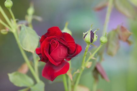 Foto de Red roses bloom in the summer in the country garden - Imagen libre de derechos