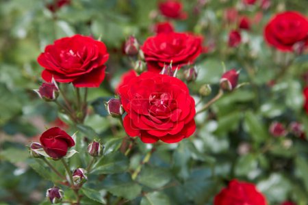Photo for Close up of beautiful classic red garden roses - Royalty Free Image