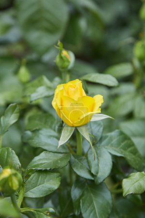 Foto de Hermosas rosas amarillas con gotas de rocío, condición después de regar las flores en el jardín, después de la lluvia, cubierta de postal saludos fondo, hojas verdes en el arbusto - Imagen libre de derechos