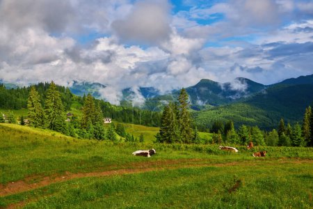 Photo for Idyllic landscape in the Alps with fresh green meadows and blooming flowers and snow-capped mountain tops in the background - Royalty Free Image