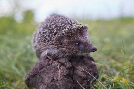 Hedgehog Scientific name: Erinaceus Europaeus close up of a wild, native, European hedgehog, facing right in natural garden habitat on green grass lawn. Horizontal. Space for copy.