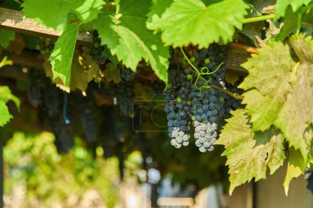 Foto de Primer plano de racimos de uvas tintas maduras en vid, enfoque selectivo. - Imagen libre de derechos