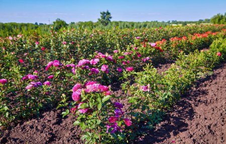 Foto de Un campo de rosas en una fábrica de rosas en el campo - Imagen libre de derechos