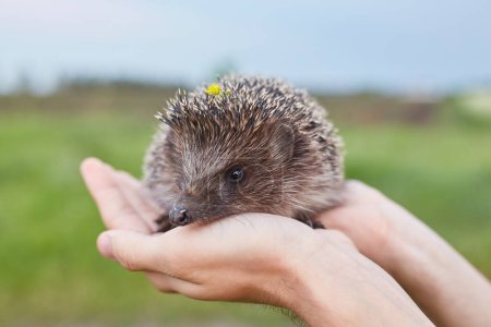 Photo for A hedgehog in the hands a little hedgehog on a green background, a hedgehog in a sunny forest - Royalty Free Image