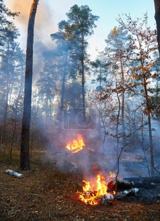 Foto de Incendios forestales, Incendios forestales de cerca durante el día - Imagen libre de derechos