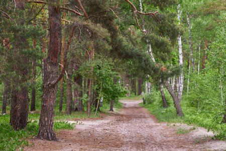 Téléchargez les photos : Beautiful summer view of a pine forest in Sweden with a walking path and blueberry sprigs covering the forest floor - en image libre de droit