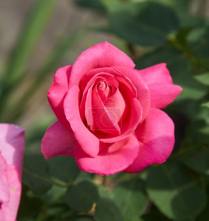 Photo for Closeup of pink rose bush with green background - Royalty Free Image
