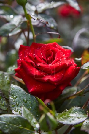 Téléchargez les photos : Fleur rose rouge sur un fond de parterres de fleurs vertes. Goutte de rosée sur les pétales. - en image libre de droit