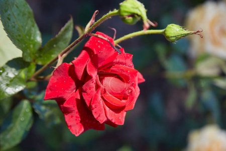 Téléchargez les photos : Fleur rose rouge sur un fond de parterres de fleurs vertes. Goutte de rosée sur les pétales. - en image libre de droit